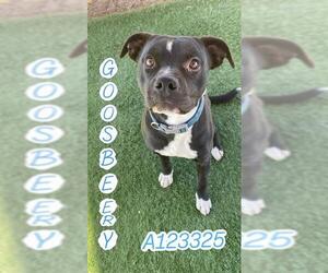 Mutt Dogs for adoption in HESPERIA, CA, USA