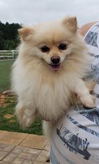 Pomeranian Dogs for adoption in Scottsboro, AL, USA