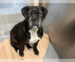 Boxer Dogs for adoption in Orange, CA, USA