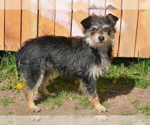 Border Terrier-Unknown Mix Dogs for adoption in West Valley, UT, USA