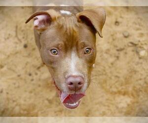 American Staffordshire Terrier Dogs for adoption in Tallahassee, FL, USA
