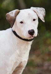 Bulldog Dogs for adoption in New York, NY, USA