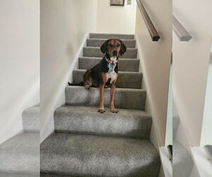 Mutt Dogs for adoption in Springdale, PA, USA