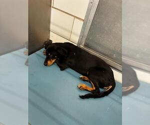 Doberman Pinscher-Unknown Mix Dogs for adoption in Pearland, TX, USA