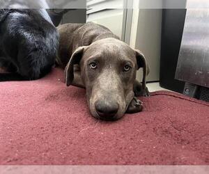 American Pit Bull Terrier-Doberman Pinscher Mix Dogs for adoption in Santa Cruz, CA, USA