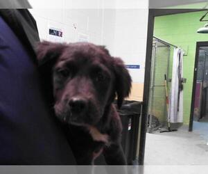 American Pit Bull Terrier-Unknown Mix Dogs for adoption in Tulsa, OK, USA
