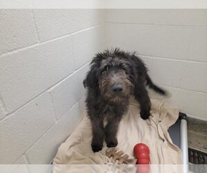 Bordoodle Dogs for adoption in Jackson, CA, USA