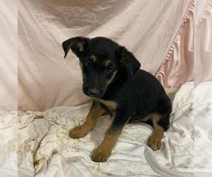 Rottweiler-Unknown Mix Dogs for adoption in Modesto, CA, USA