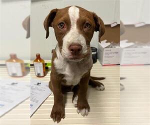 American Pit Bull Terrier-Unknown Mix Dogs for adoption in Bakersfield, CA, USA