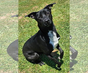 Labrador Retriever-Unknown Mix Dogs for adoption in Grovetown, GA, USA