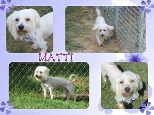 Maltese-Unknown Mix Dogs for adoption in Longview, TX, USA
