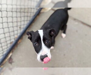 Border Collie-Unknown Mix Dogs for adoption in Tulsa, OK, USA