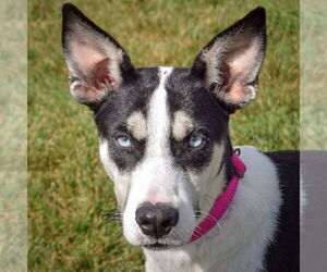 German Shepherd Dog-Huskies  Mix Dogs for adoption in Huntley, IL, USA