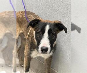 American Pit Bull Terrier-Unknown Mix Dogs for adoption in Las Vegas, NV, USA