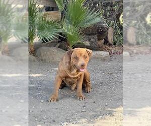 American Pit Bull Terrier Dogs for adoption in Bakersfield, CA, USA