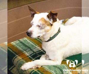 Jack Russell Terrier-Unknown Mix Dogs for adoption in Mount Juliet, TN, USA
