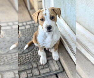 Mutt Dogs for adoption in Sandy, UT, USA