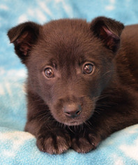 Medium Photo #1 Borador Puppy For Sale in Eureka, CA, USA