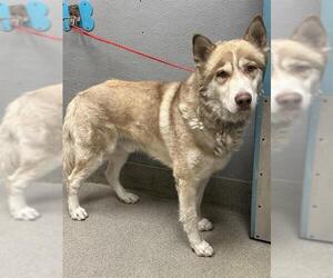 Siberian Husky-Unknown Mix Dogs for adoption in Las Vegas, NV, USA