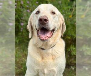 Labrador Retriever-Unknown Mix Dogs for adoption in Gwinn, MI, USA