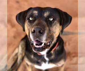 Rottweiler-American Pit Bull Terrier Dogs for adoption in Kanab, UT, USA
