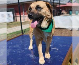 Huskies -Unknown Mix Dogs for adoption in San Antonio, TX, USA