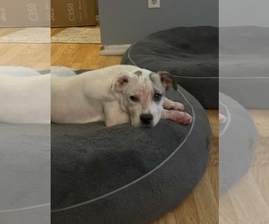 Mutt Dogs for adoption in Fenton, MO, USA