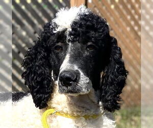 Poodle (Standard) Dogs for adoption in Pacolet, SC, USA