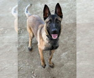 Mutt Dogs for adoption in Riverside, CA, USA