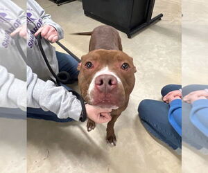 American Staffordshire Terrier Dogs for adoption in Pierceton , IN, USA