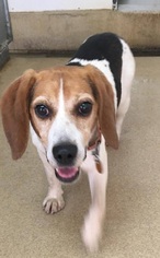 Beagle Dogs for adoption in Orleans, VT, USA
