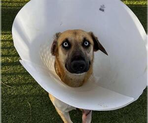 German Shepherd Dog-Unknown Mix Dogs for adoption in Las Vegas, NV, USA