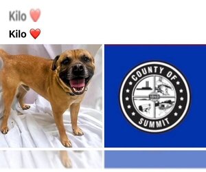 Puggle Dogs for adoption in Akron, OH, USA