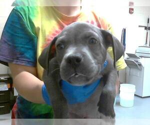 American Pit Bull Terrier-Basset Hound Mix Dogs for adoption in Fayetteville, NC, USA