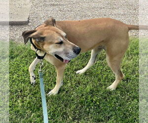 Great Dane Dogs for adoption in Bullard, TX, USA