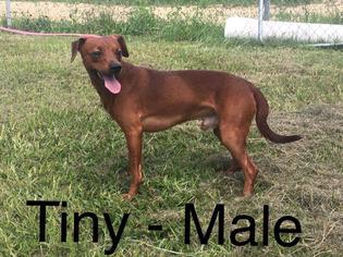 Chiweenie Dogs for adoption in Waycross, GA, USA