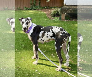 Medium Photo #5 Great Dane Puppy For Sale in Huntersville, NC, USA