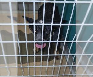 Mutt Dogs for adoption in Texas City, TX, USA