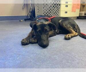 American Pit Bull Terrier-Unknown Mix Dogs for adoption in Santa Maria, CA, USA