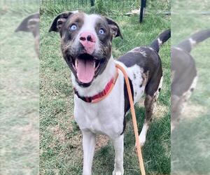 Catahoula Leopard Dog-Unknown Mix Dogs for adoption in Lee's Summit, MO, USA