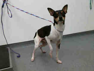 Rat Terrier Dogs for adoption in Tulsa, OK, USA