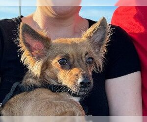 Papillon-Welsh Corgi Mix Dogs for adoption in Lake Forest, CA, USA