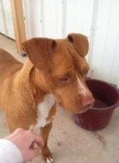 American Pit Bull Terrier Dogs for adoption in St. George, UT, USA