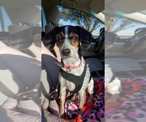 Beagle-Coonhound Mix Dogs for adoption in Seahurst, WA, USA