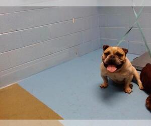 Bulldog Dogs for adoption in Moreno Valley, CA, USA