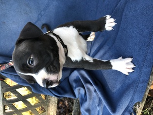 Medium Photo #1 Bullboxer Pit Puppy For Sale in Bostic, NC, USA