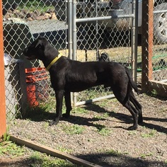 American Pit Bull Terrier-Labrador Retriever Mix Dogs for adoption in Alturas, CA, USA