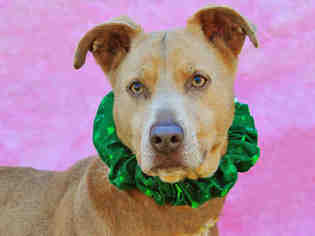 Catahoula Leopard Dog Dogs for adoption in Louisville, KY, USA