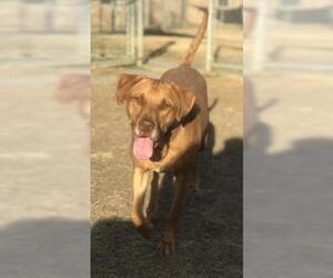 Pointer-Retriever  Mix Dogs for adoption in Irving, TX, USA