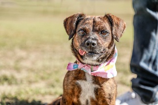 Medium Photo #1 Dachshund-Unknown Mix Puppy For Sale in Von Ormy, TX, USA